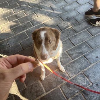 Whitlow’s at the Wharf - Pup Friendly - Sports Bars Near Me - Washington, DC, District of Columbia