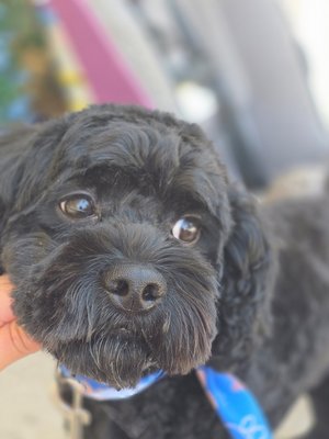 Mr. Bean. (mini poodle) - Bean is one of my most handsome pups.  He just the sweetest mini-poodles ever.  He enjoys being pampered and taking nice relaxing baths. Bean's momma like a round face and we usually go pretty short in his body for low maintenance care in between grooms 
I always have a hard time taking a picture of Bean because he is so black!  but when we go outside his cute little face shines!