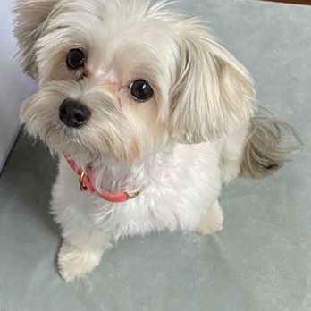 NY Puppy Club - Pet Groomers Near Me - Flushing, New York