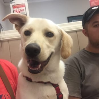 North Davidson Veterinary Hospital - My pup got stung my a bee and Dr Schmunk fixed it right up! - Veterinarians Near Me - Lexington, North Carolina North Davidson Veterinary Hospital - My pup got stung my a bee and Dr Schmunk fixed it right up! - Veterinarians Near Me - Lexington, North Carolina