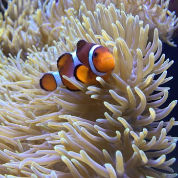 Seattle Aquarium - Aquariums Near Me - Seattle, Washington Seattle Aquarium - Aquariums Near Me - Seattle, Washington