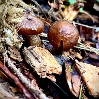 Farrel's Marsh Wildlife Area - Parks Near Me - Steilacoom, Washington