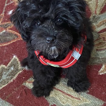 George Thomas Florist - This is my new puppy Pepper - Florists Near Me - Indianapolis, Indiana