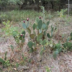 Lake waco wetlands - On the trail some cactus about to bloom.