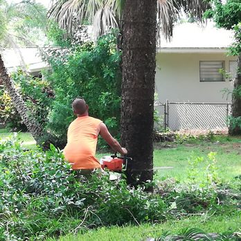 A Absolute Tree Service - Tree Services Near Me - Palm Harbor, Florida