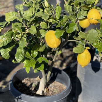 La Verne Nursery - Lemon Eureka tree - Nurseries & Gardening Near Me - Piru, California La Verne Nursery - Lemon Eureka tree - Nurseries & Gardening Near Me - Piru, California