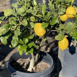 La Verne Nursery - Lemon Eureka tree