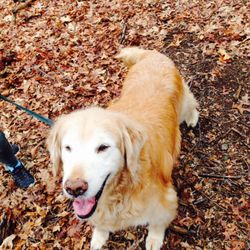 Bark and Stroll Doggy Services