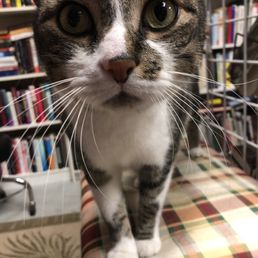 Ace the cat hanging out with the books Ace the cat hanging out with the books