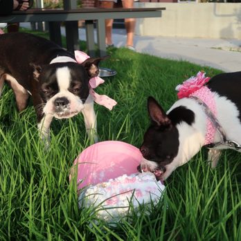 Redondo Dog - Our pups Enjoying their Redondo Dog Birthday Cake - Pet Services Near Me - Carson, California