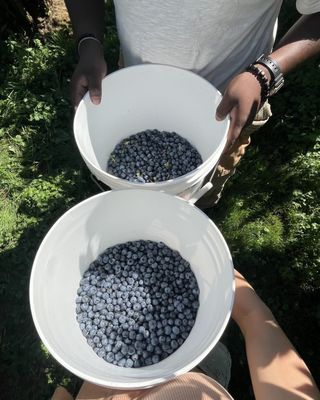 Larsen Lake Blueberry Farm by null