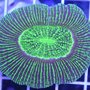 Photo of Pop Corals