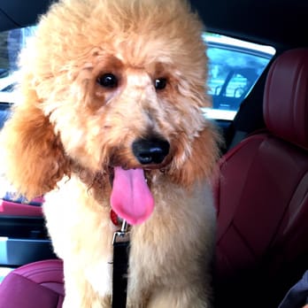 PetSmart - Specifically asked them not to make him look like a poodle and they did. The next photo will be of him after leaving Shampoodles - Pet Groomers Near Me - Coral Springs, Florida PetSmart - Specifically asked them not to make him look like a poodle and they did. The next photo will be of him after leaving Shampoodles - Pet Groomers Near Me - Coral Springs, Florida