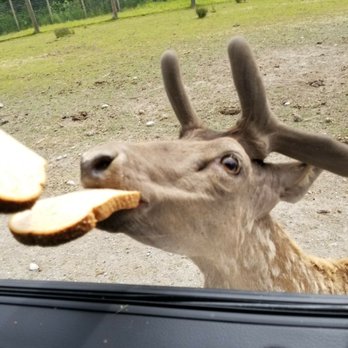 Olympic Game Farm - LUNCH TIME! - Zoos Near Me - Sequim, Washington
