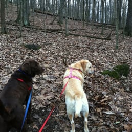 We see deer