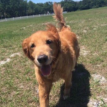 DPC Veterinary Hospital - Simba. - Veterinarians Near Me - Davie, Florida