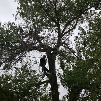 Terry's Tree Service - Tree Services Near Me