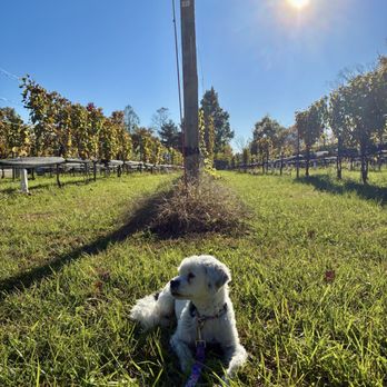 Angelico Winery - Bella prefers bourbon - Wine Tasting Room Near Me - Lambertville, New Jersey Angelico Winery - Bella prefers bourbon - Wine Tasting Room Near Me - Lambertville, New Jersey