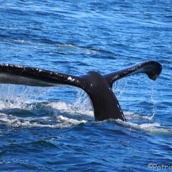 Channel Islands Dive Adventures