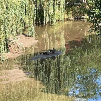 Edwards Gardens - Cool little pond | IG: @nomwithelaine - Parks Near Me - North York, Ontario
