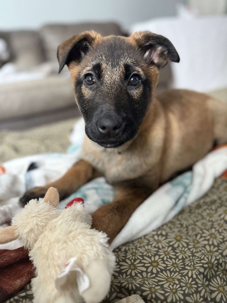 Shepphaven - pet boarding facility in Jefferson, OH