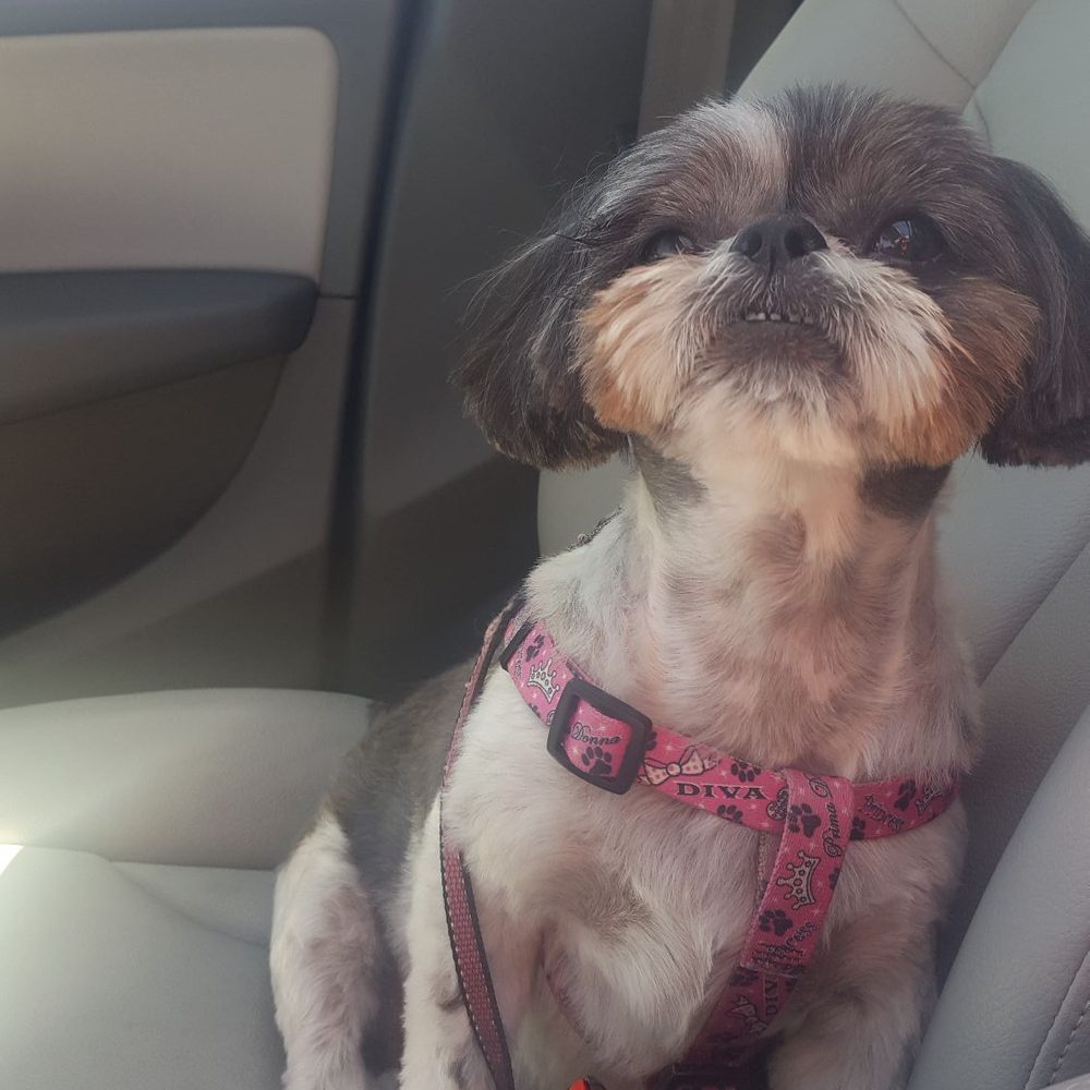 Pooch Pride Grooming - After the cut - Pet Groomers Near Me - Torrance, California