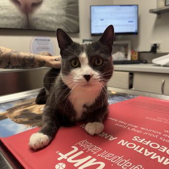 Brooklyn Veterinary Group - Veterinarian Office - Veterinarians Near Me - Brooklyn, New York