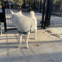 Westlake Village Dog Park - bodhi wanted to leave before we even made it through the decompression chamber