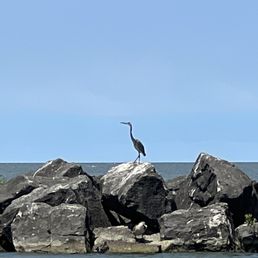 Heron on rocks