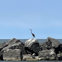 Euclid Beach Park - Heron on rocks