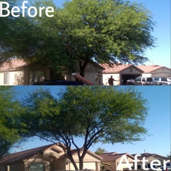 DS Landscaping - before and after photos of a tree - Landscaping Near Me - Tucson, Arizona DS Landscaping - before and after photos of a tree - Landscaping Near Me - Tucson, Arizona
