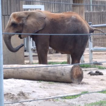 Memphis Zoo - Zoos Near Me - Memphis, Tennessee Memphis Zoo - Zoos Near Me - Memphis, Tennessee