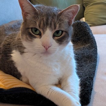 Lush Spaw - Gracie showing off her nicely trimmed paws. - Pet Groomers Near Me - San Jose, California