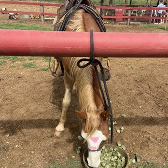 Gunstock Ranch - Valentine's Day theme paint - Horseback Riding Near Me - Laie, Hawaii Gunstock Ranch - Valentine's Day theme paint - Horseback Riding Near Me - Laie, Hawaii