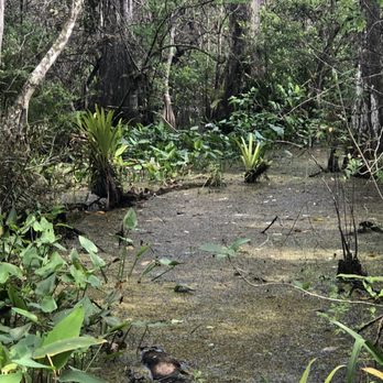 Audubon's Corkscrew Swamp Sanctuary - Hiking Near Me - Naples, Florida