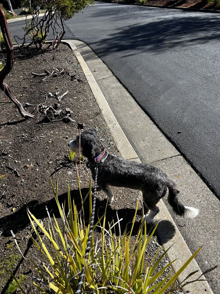 DOGS IN STYLES MOBILE GROOMING Updated August 2024 64 Photos & 39 Reviews Lafayette