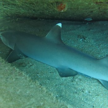 Banyan Tree Divers Maui - White tip reef shark - Scuba Diving Near Me - Lahaina, Hawaii Banyan Tree Divers Maui - White tip reef shark - Scuba Diving Near Me - Lahaina, Hawaii