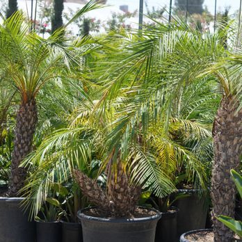 Arny's Garden - Pygmy Palms - Nurseries & Gardening Near Me - Cerritos, California Arny's Garden - Pygmy Palms - Nurseries & Gardening Near Me - Cerritos, California