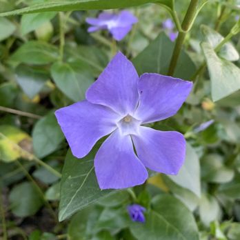 Arcade Creek Park Preserve - Beautiful purple flowers in bloom! - Parks Near Me - Citrus Heights, California
