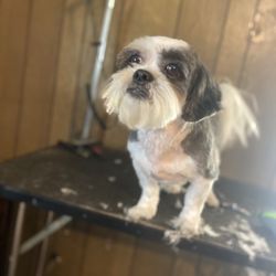 dog grooming near me petsmart