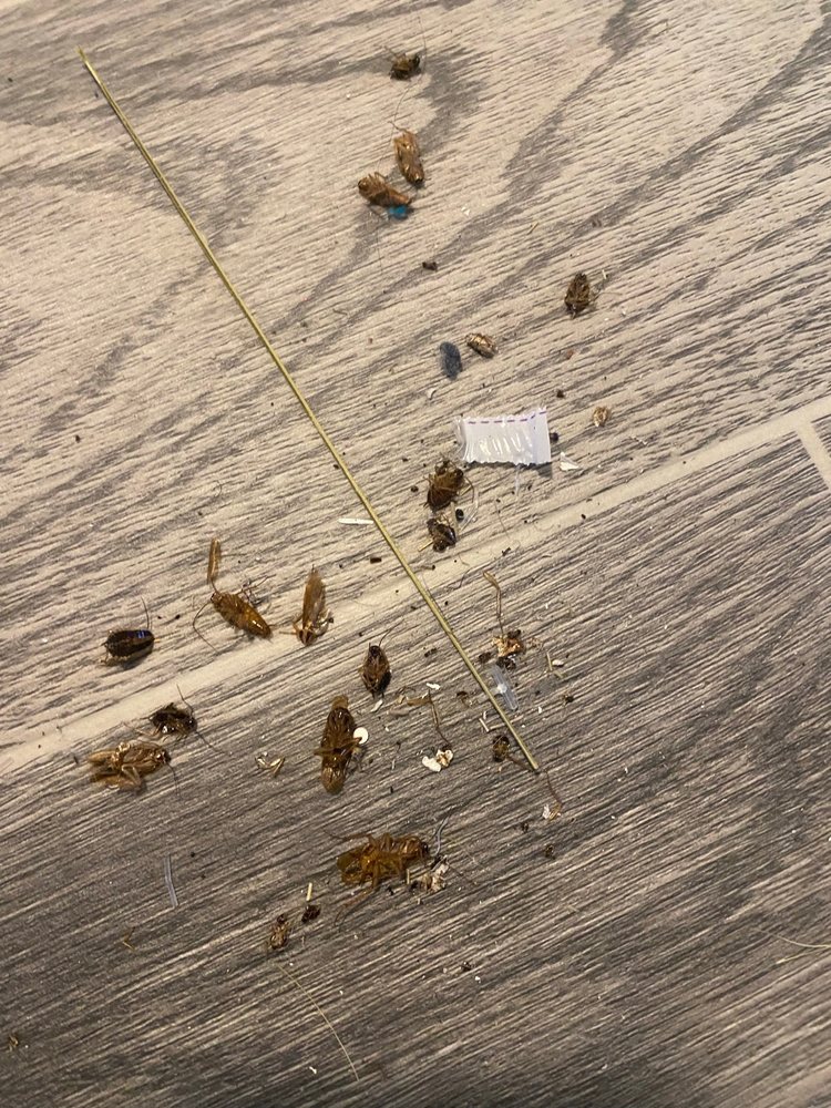 THE RIDLEY APARTMENT HOMES 72 Photos & 17 Reviews 2815 Greenridge