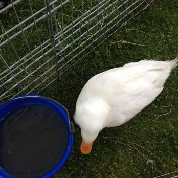 Party Ponies And Pets - The coolest duck with the coolest hair - Kids Activities Near Me - Pinon Hills , California Party Ponies And Pets - The coolest duck with the coolest hair - Kids Activities Near Me - Pinon Hills , California