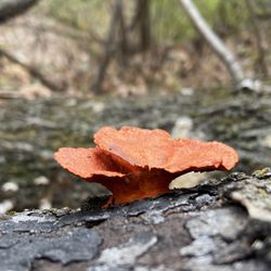 Weston Bend State Park - Fungus
