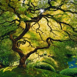 Expressions Art Gallery & Framing - World Record Holder and International Winner for Photography. A rare Peter Lik Limited Edition is available from our shop! "Inner Peace"