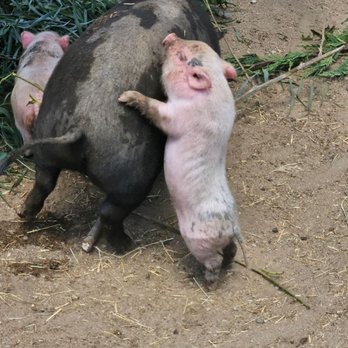 SoCalMiniPigs - Pet Breeders Near Me - Valley Center, California