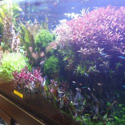 Big Al's - I miss my hubby's planted tank.