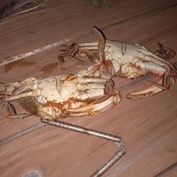 Crab Dynasty