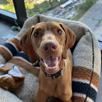 See Spot Run - Pet Training Near Me - Chicago, Illinois