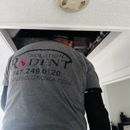 Timo cleaning attic from rodents