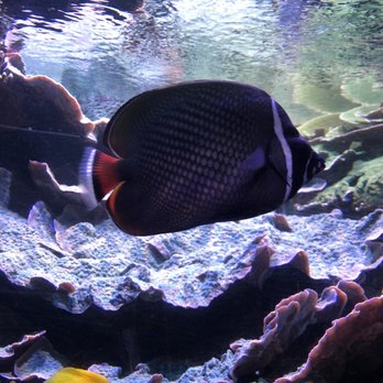 Sealife - Aquariums Near Me - London, XGL